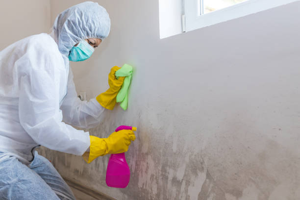 Reliable Bluewell, WV Mold Removal Services Solutions